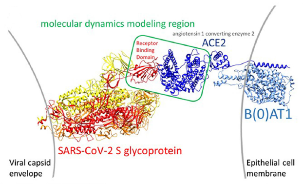 sars-cov-2_moleculardynamics